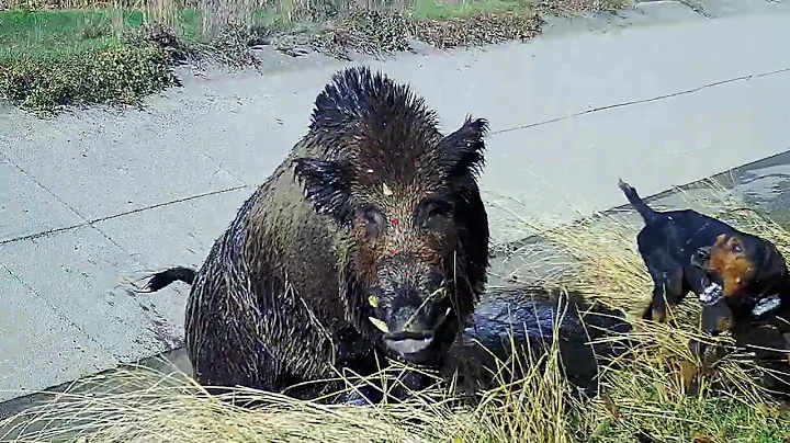 TOP HOG SHOOT SERIES *** #HogHunting #WildBoarHunting #HogHunting