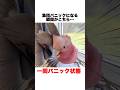 集団パニックになるインコ達...😨【モモイロインコ】 #shorts