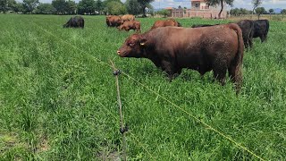 ¡¡ASÍ NUTRIMOS Y FERTILIZAMOS EL PASTO PARA LAS ANGUS!!