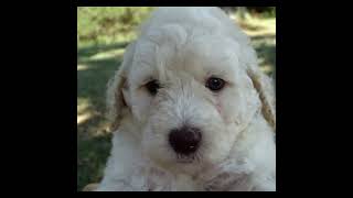 Molly's Poodle babies   outdoors by Hearthside 128 views 1 year ago 11 minutes