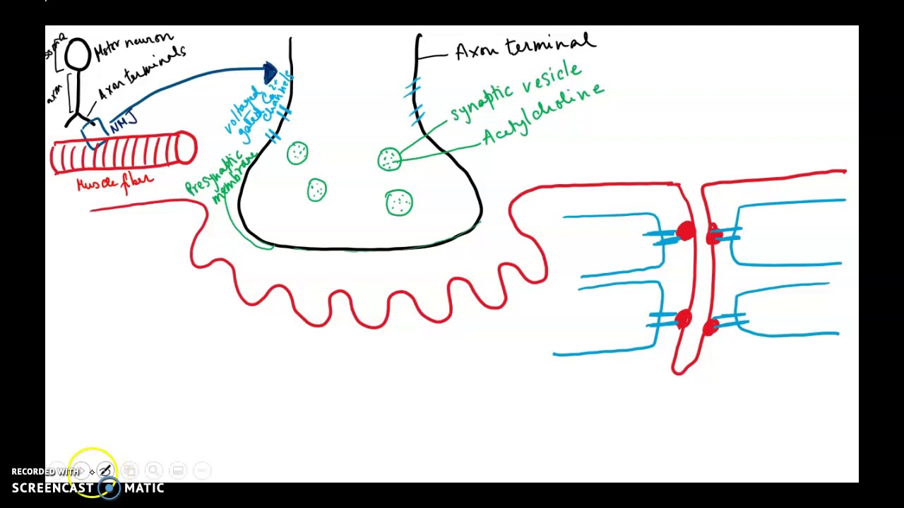 Skeletal muscle physiology part 5 - YouTube