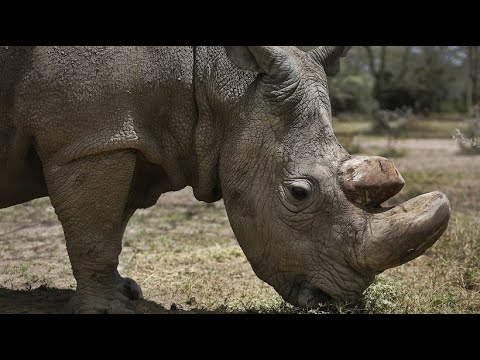 Video: Das Letzte Männliche Nördliche Weiße Nashorn Ist Gestorben Und Die Art Ist Vom Aussterben Bedroht