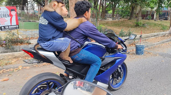 monyet beruk bastian jalan jalan