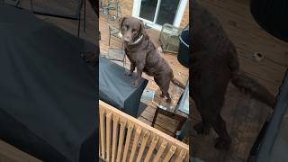 Silly dog climbs the grill  #shorts #dogs #funny