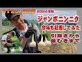 ジャンボニンニクを今年も収穫してみた:2024年版にんにく栽培