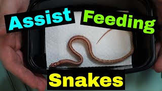 Assist Feeding Baby Corn Snakes
