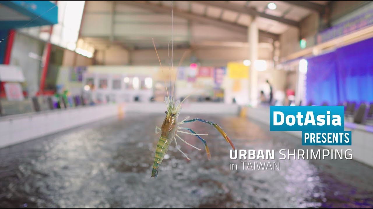 Urban Shrimping In Taiwan YouTube urban-shrimping-in-taiwan-youtube