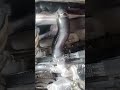 Vigo #timing # belt #changes