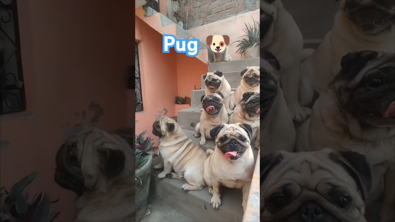 Pug – The Wrinkly Clown Everyone Loves! 🐾✨ 