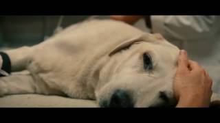 Marley and me ending