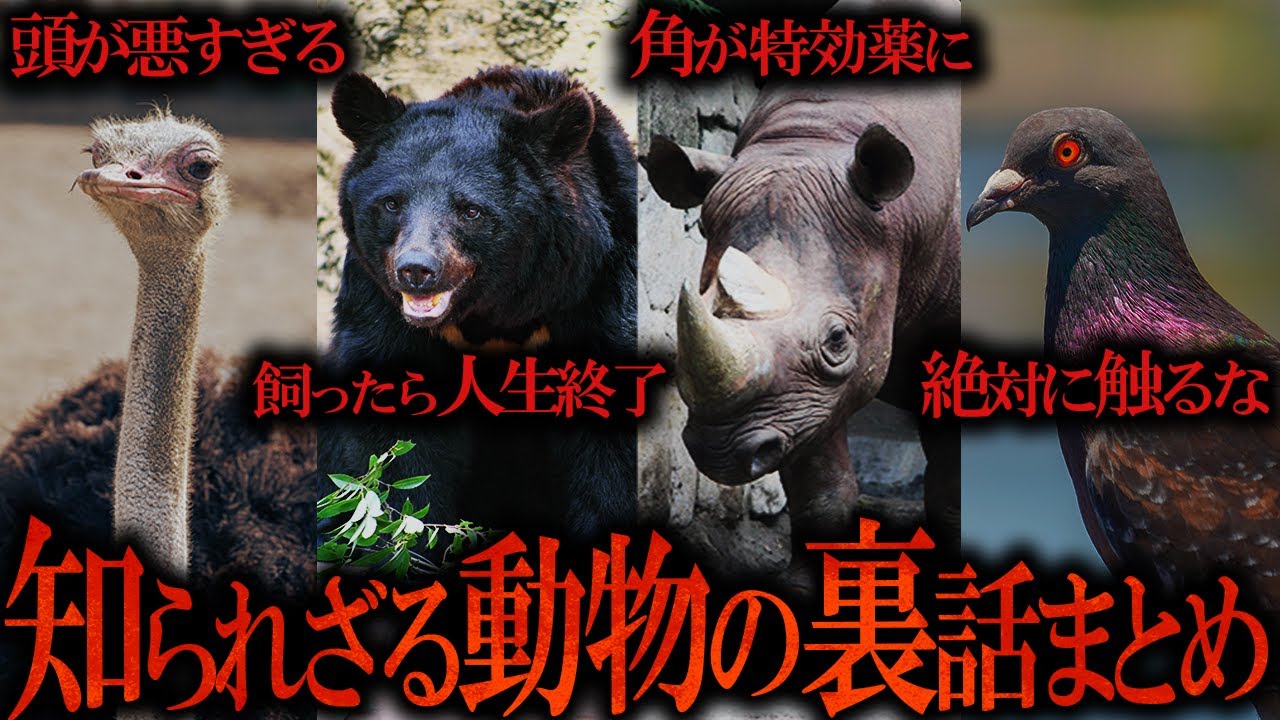 【作業用】知られざる動物の裏話まとめ【たっくーTV/作業用】