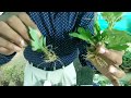 How to grow and make cuttings of Chrysanthemum/mum's/Guldaudi in the easiest way.
