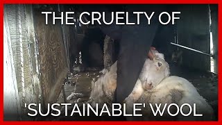 Exposed The Cruelty Behind Sustainable Wool