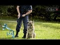 《天网》警犬成长记：驯犬那些事儿 | CCTV社会与法