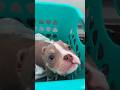 Blind Bully Gets A Special Little Brother l The Dodo #animals #dog #pets