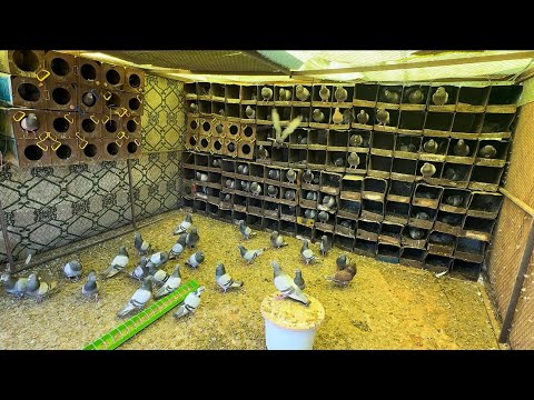 ناخذ جوله على الحمام في مزرعة صديقي نواف