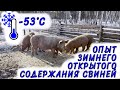 Последствие морозов -53 или опыт зимнего открытого содержания свиней.