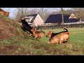 Australian Terrier Zucht von den Grauen Anfurten の動画、YouTube動画。