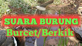 SUARA BURUNG BURCET/BERKIK FUL MP3