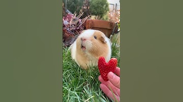 Thumbnail of Guinea pig says ,,I love you