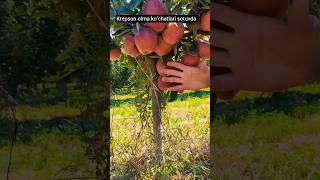 KREPSON OLMA KOʻCHATLARİ SOTUVDA TEL 95 951 53 53