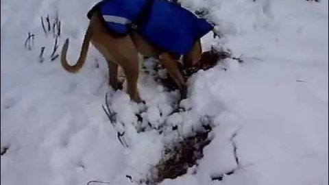 Whippets in the Snow