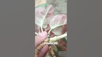 Simple Way to Propagate Aglaonema Suksom Jaipong