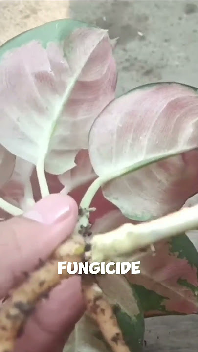 Simple Way to Propagate Aglaonema Suksom Jaipong