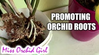 Promoting Orchid root growth - High vs. low moisture
