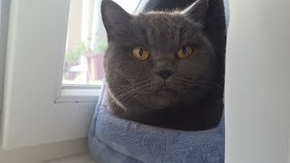 Что нравится коту в Польше? )) № 85 Что нравится коту в Польше? )) № 85