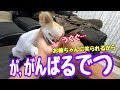 【チワワの歯磨き】飼い主が磨き終えた後には必ず自分から歯磨きの準備をし始める犬