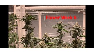 Week 6 Medical Cannabis Garden Update Spydrx Plus, Living Soil, Bohdi, Oni, Minnesota Dabs
