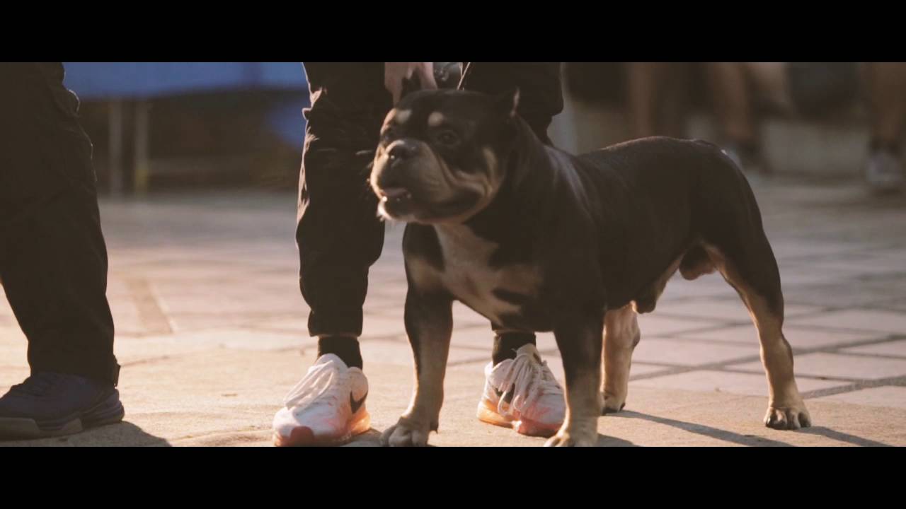 American Bully Philippines Bully On Dogtober Bullyfest 10 09 2016 Youtube