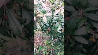 (Kaaphal) delicious fruit .and we are lucky we have this fruit