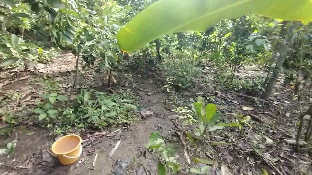 ต้นไม้ คือ ธุรกิจที่ยั่งยืนที่สุด