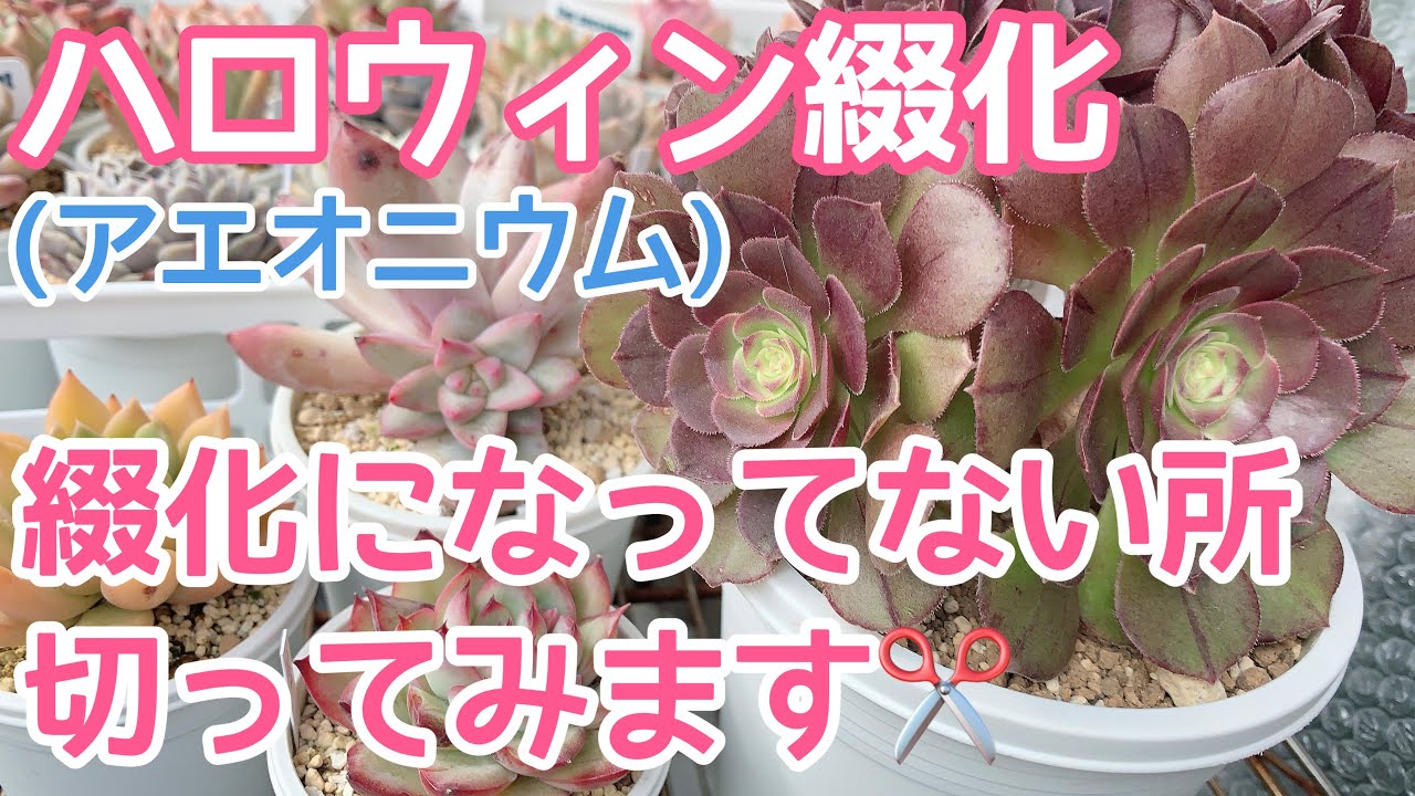 vlog177】【多肉植物】ハロウィン綴化🪴綴化じゃない所をカットしてみ