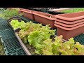 短期間で育てるプランター栽培　組み合わせは自由に生サラダセットを作る　20/10/9