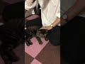 ニャン太が気持ちいいようです