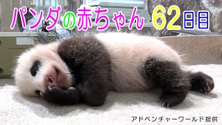アドベンチャーワールド　パンダの赤ちゃん 62日目