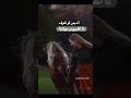 ماكاباي اغنيه يونانيه حالات واتس 