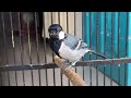 Suara Masteran Gelatik Batu Nembak Lantang Untuk Isian Burung Murai Batu Tledekan Srdc Ciblek Pleci Mp3 - Mp4 Download