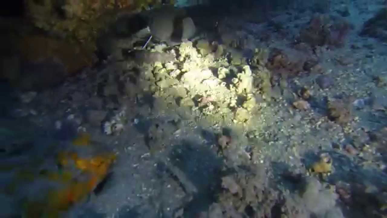 INMERSIÓN RESERVA MARO CERRO GORDO CON SCUBASUR EL 30.08.2015