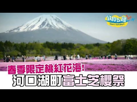 春季限定桃紅花海 河口湖町富士芝櫻祭 | 日本旅遊 | 放假去邊