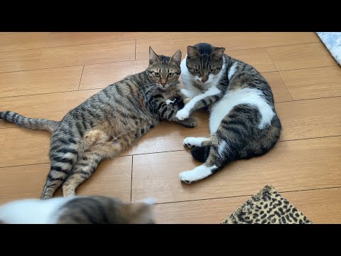 いつものゲリラ生放送