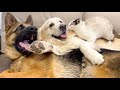 Golden Retriever and German Shepherd Puppy think a Kitten is a Broken Dog!