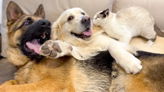 Golden Retriever and German Shepherd Puppy think a Kitten is a Broken Dog!