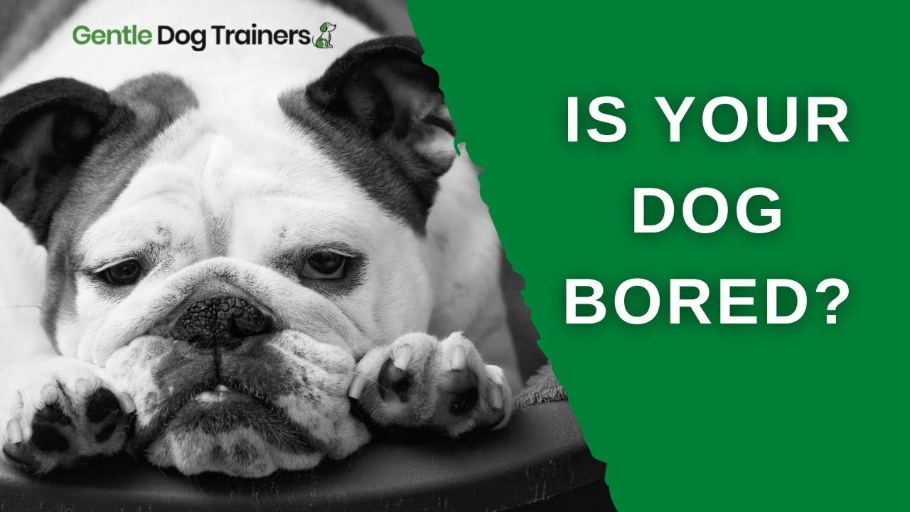 Bored Dogs  How to Recognize Dog Boredom (and Help!)