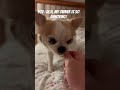 집사가 왜이럴까? 🤬#cute #dogshorts