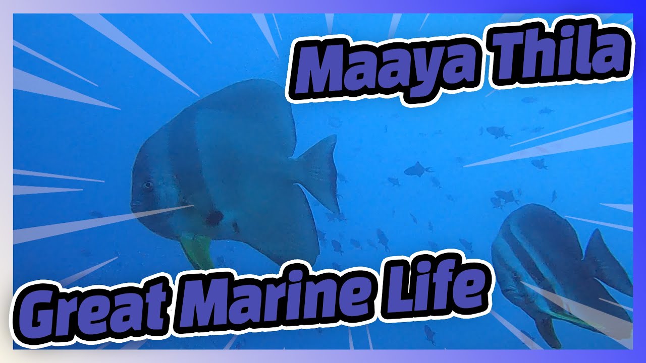 Maaya Thila is full of diverse marine life
