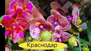 Я в ТАЙНОЙ КОМНАТЕ, СОРТОВЫЕ ОРХИДЕИ, как по ВОЛШЕБСТВУ, тут ТВОРИТСЯ МАГИЯ